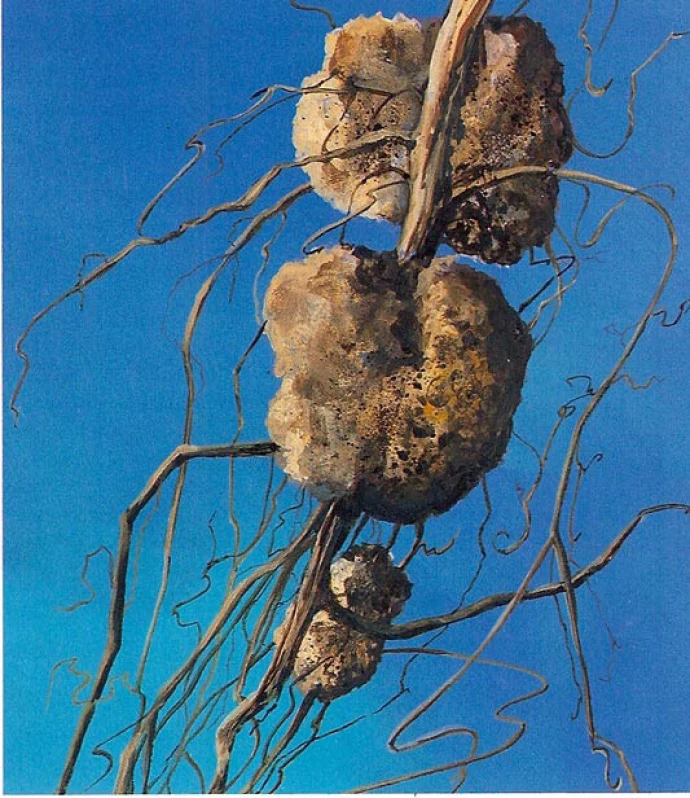 Crown Gall