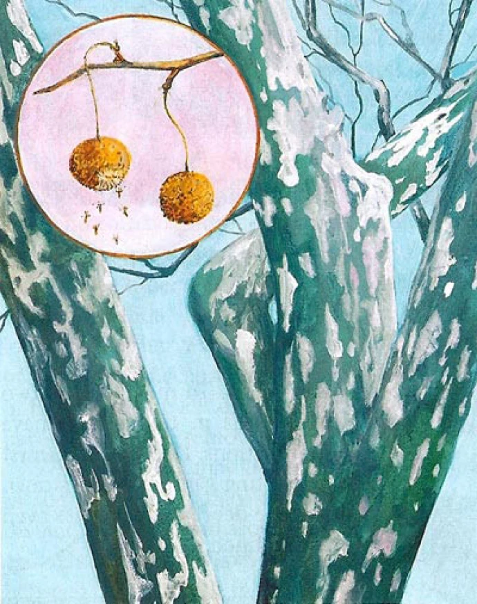 Sycamore
