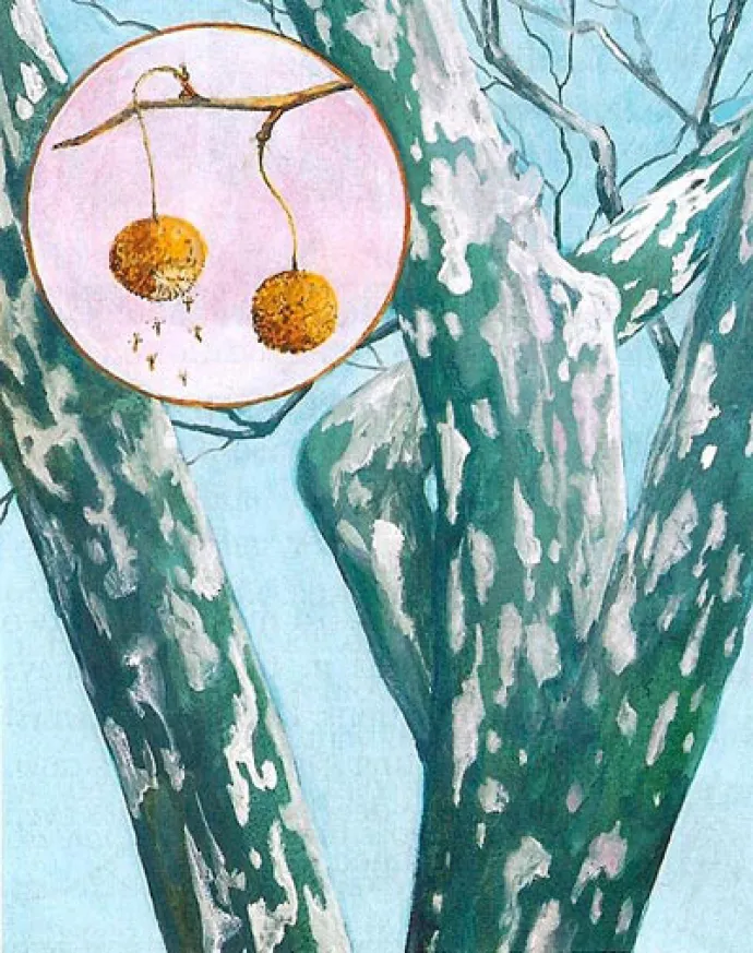 Sycamore