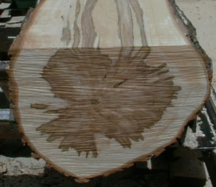 Ice Storm Damage Stain