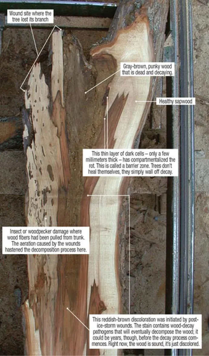 Ice Damage on Wood