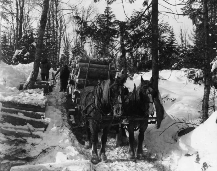 Horse load