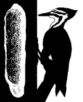 WOODPECKER_2.jpg thumbnail