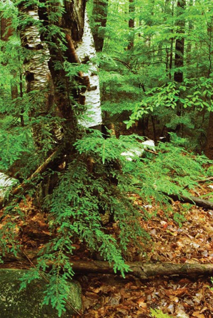 WOODWHYS_Forest_Structure.jpg