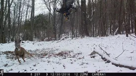 WV-GOEA-and-deer.jpg thumbnail