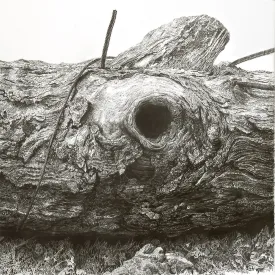 White Oak thumbnail