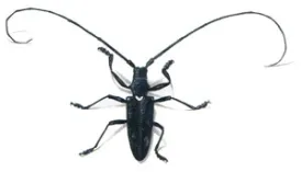 Whitespotted_Sawyer_.jpg thumbnail