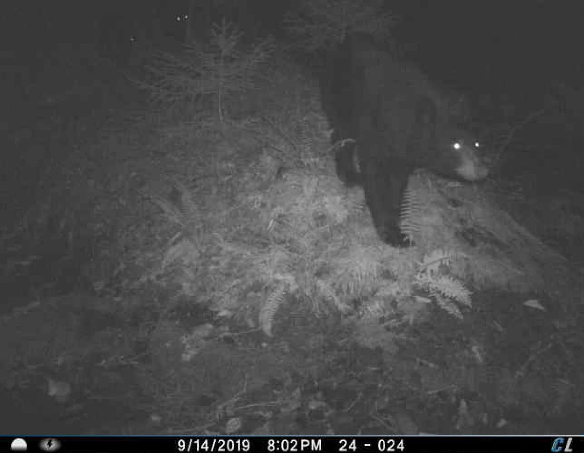 Bears in woods