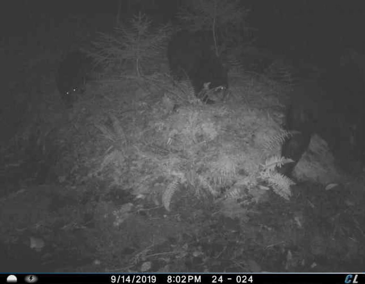 Wild Bears on game camera