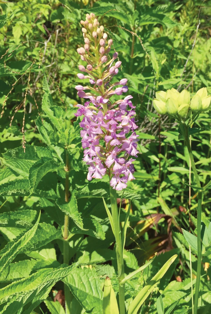 Wild_Orchids_2.jpg