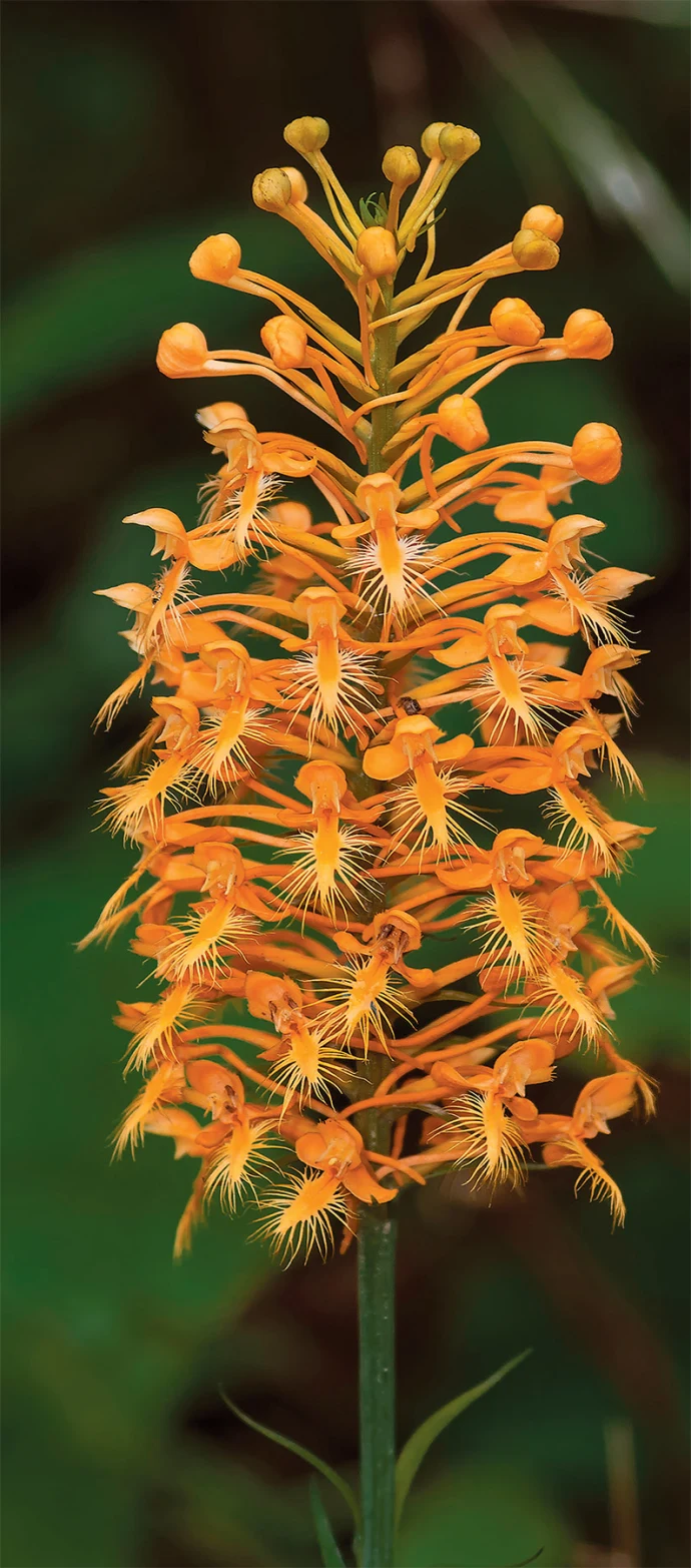 Wild_Orchids_3.jpg