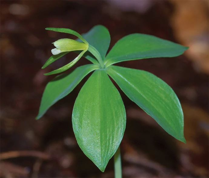 Wild_Orchids_6.jpg