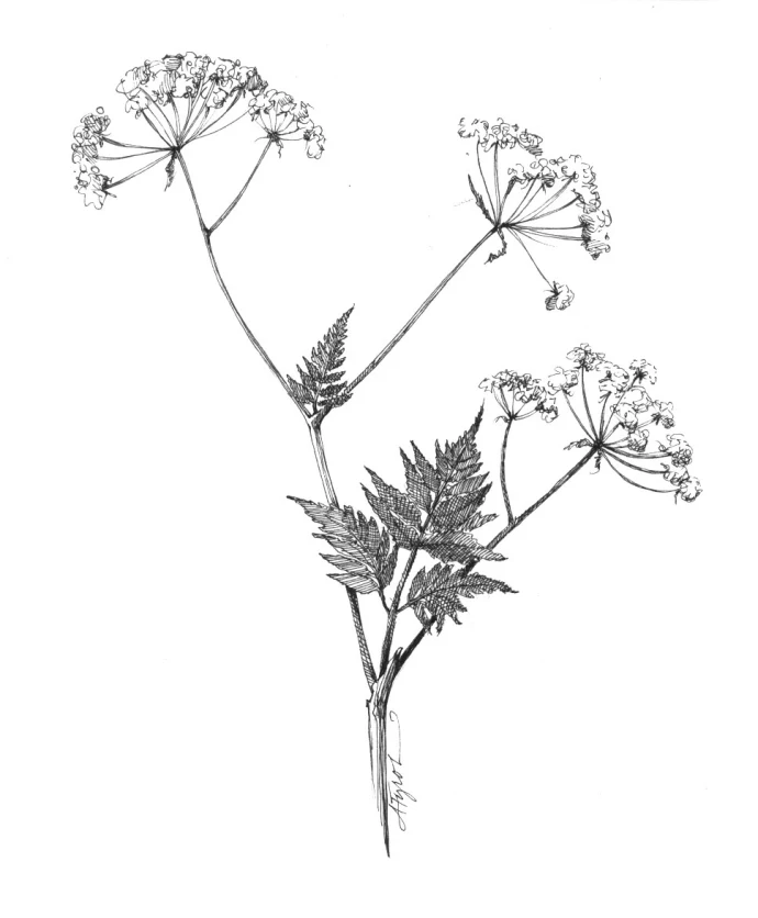 Wild_chervil.jpg