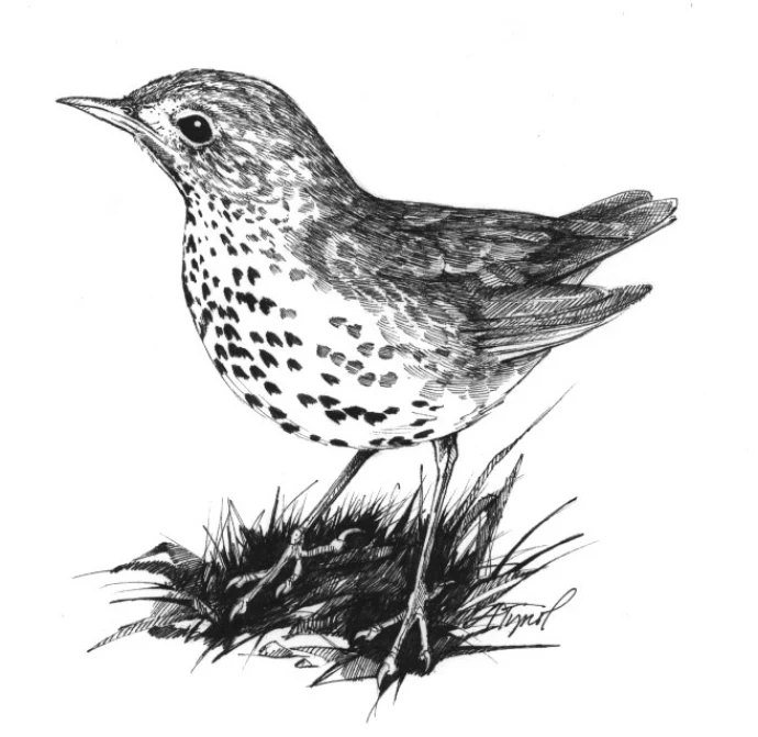 Wood_Thrush.jpg