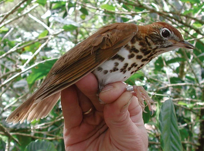 Wood_Thrush_DiscoveriesSpr17.jpg