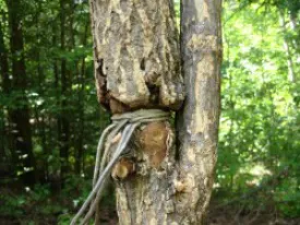Woods_Whys_Ouch_016.jpg thumbnail