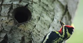 Sapsucker Family thumbnail