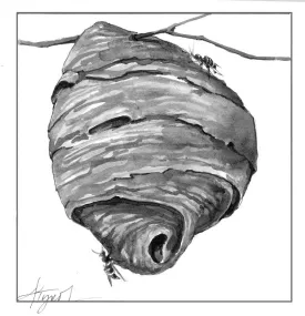Yellowjacket_web.jpg thumbnail