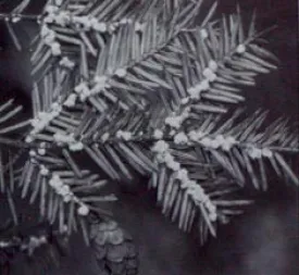 adelgid2.jpg thumbnail