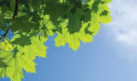all_leaves_the_same.jpg thumbnail