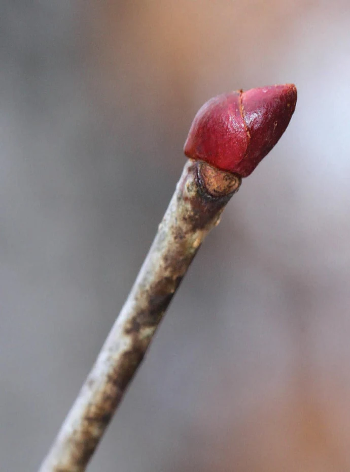 American basswood