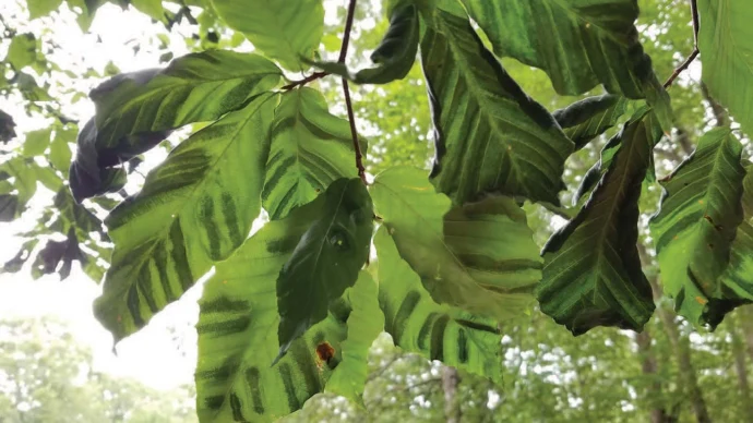 American beech worm