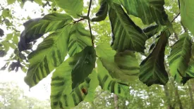 American beech worm thumbnail