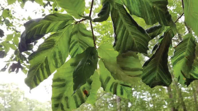 American beech worm