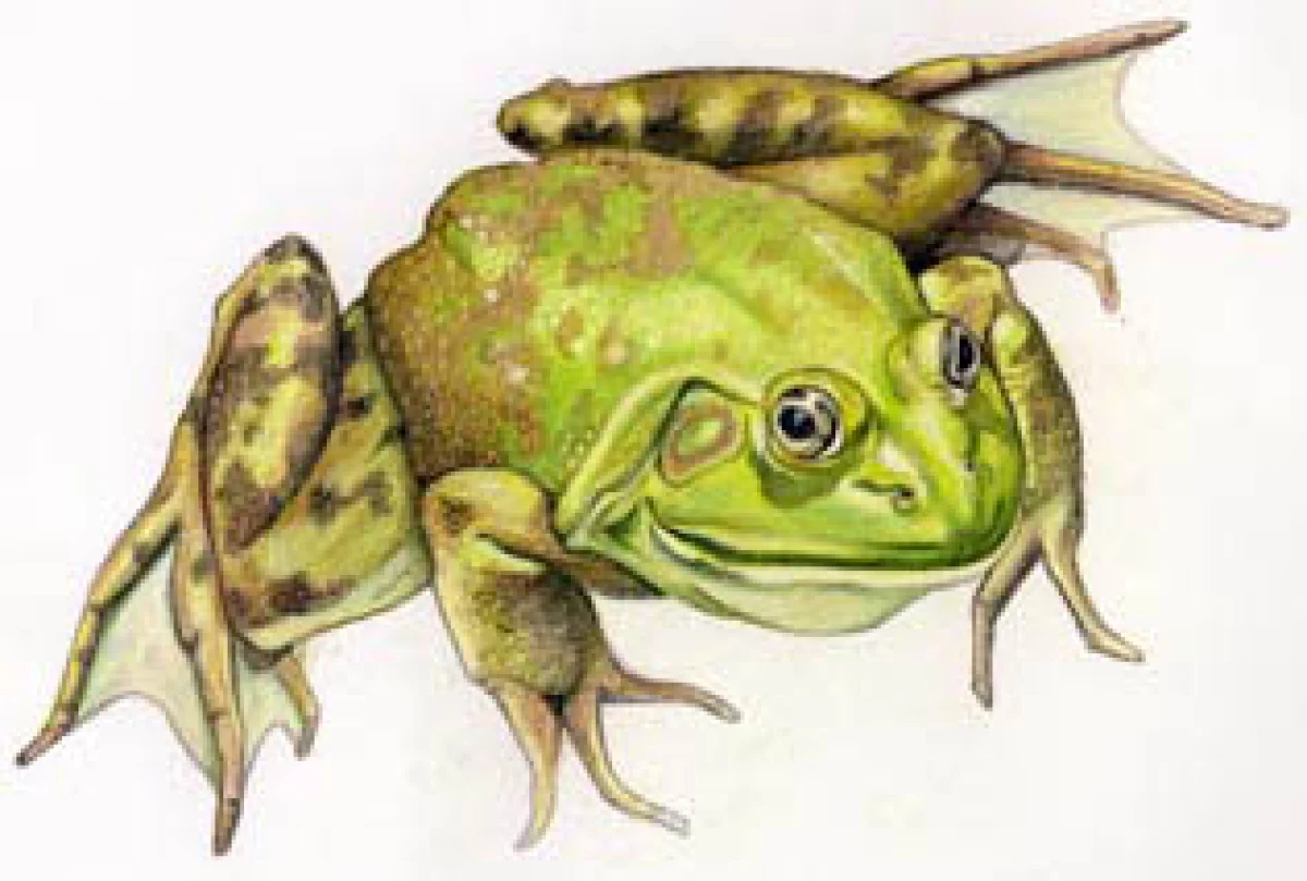 american_bullfrog_web-9.jpg