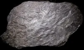 ancient_forest_web.jpg thumbnail