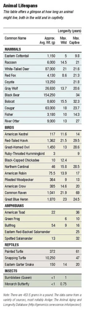 animal_chart.jpg thumbnail