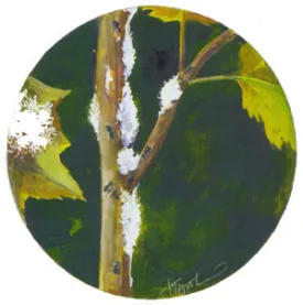 aphid.jpg thumbnail