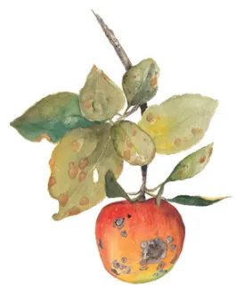 apple_scab.jpg thumbnail
