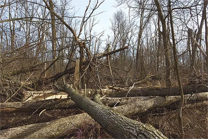 ash_forest_remains.jpg