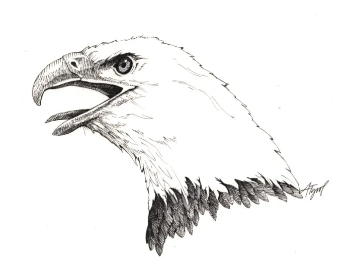 bald_eagle.jpg