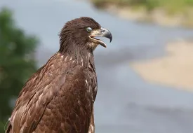 bald_eagle_eye.jpg thumbnail