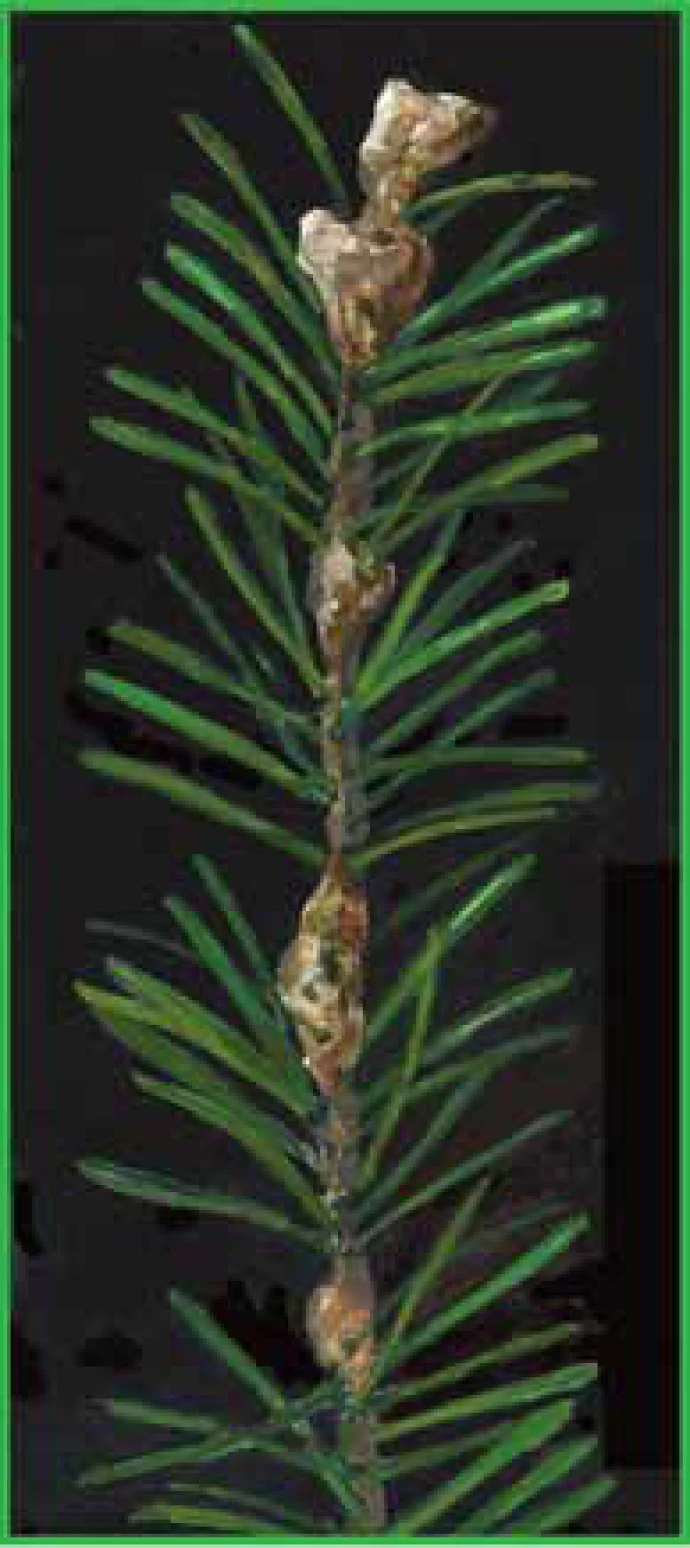 balsam.jpg