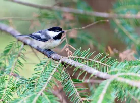 balsam_fir_web.jpg thumbnail