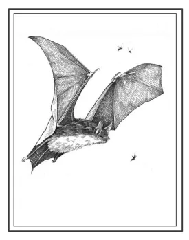 batspix_800.jpg thumbnail
