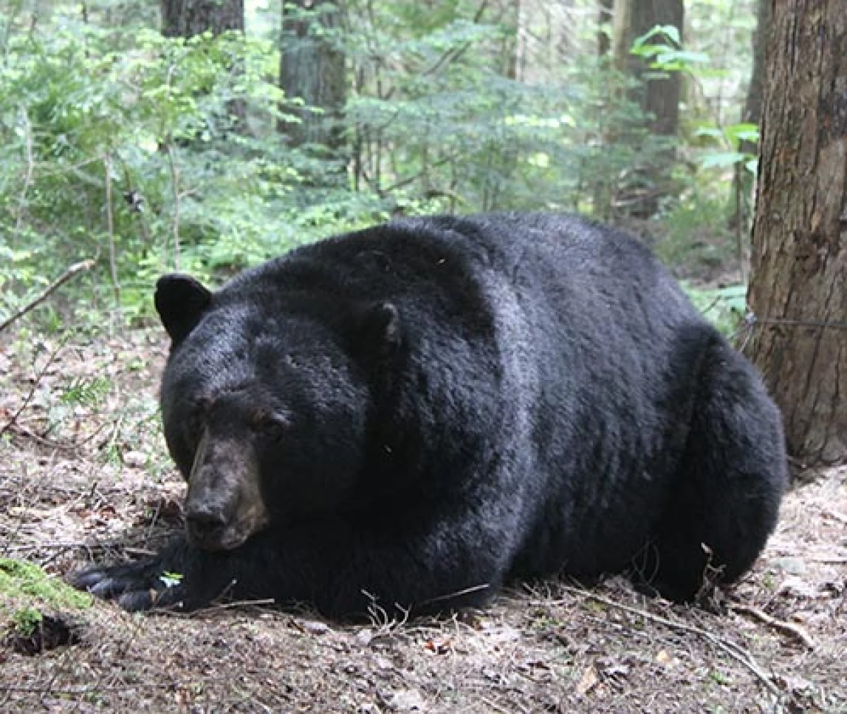 bearsA3.jpg