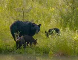 bearsA.jpg thumbnail