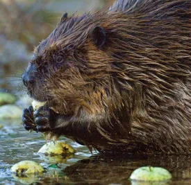 Beaver thumbnail