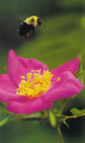 bee.jpg thumbnail