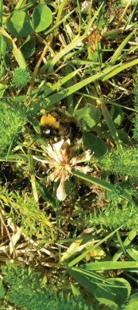 bees.jpg thumbnail