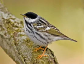 bif_spring.jpg thumbnail