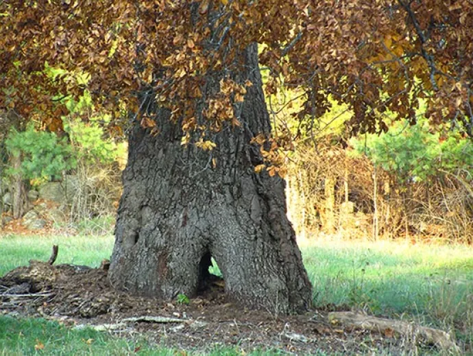 big_tree1.jpg