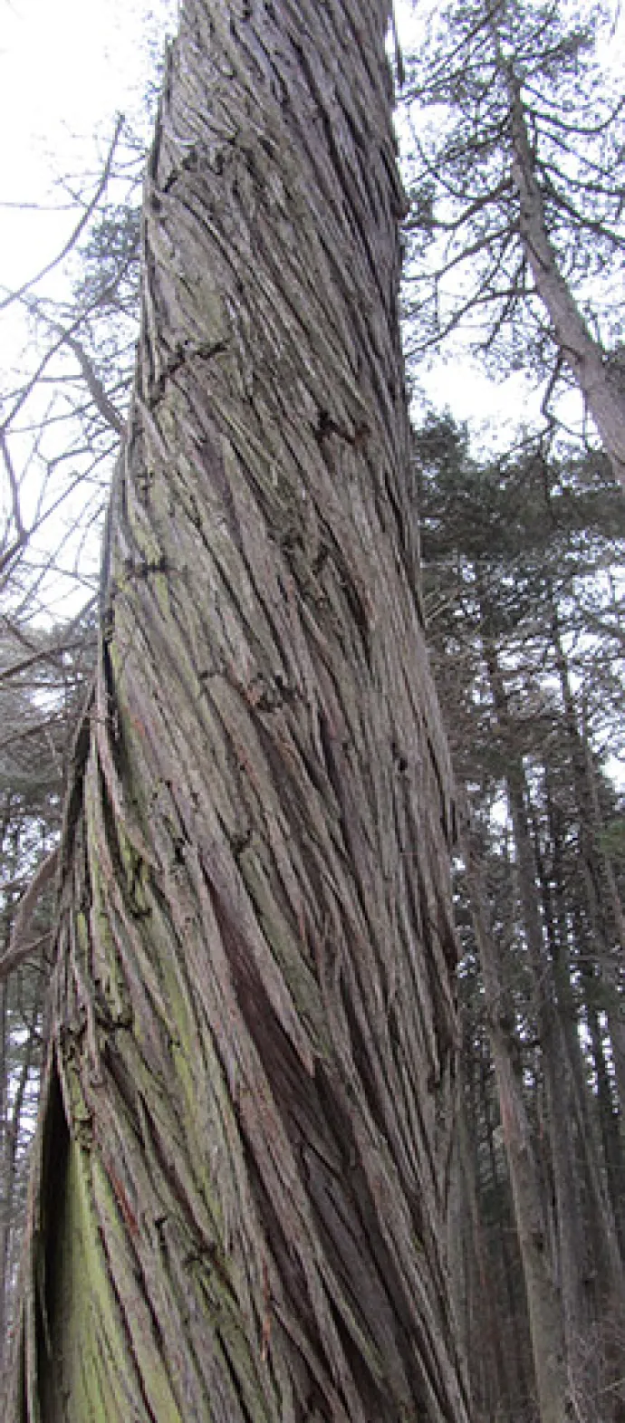 big_tree3.jpg