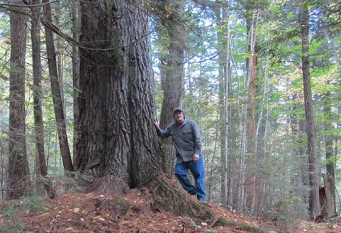 big_tree4.jpg