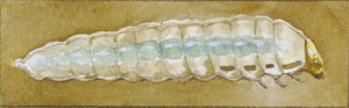 birch_leafminer_2.jpg