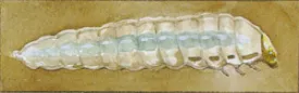 birch_leafminer_2.jpg thumbnail